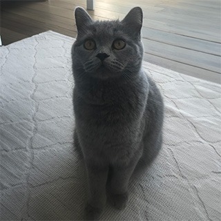 Ankara Çankaya British Shorthair Kedi Gece Yuva