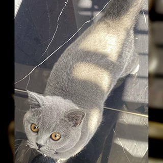 Elazığ Merkez British Shorthair Kedi Mia Kayıp