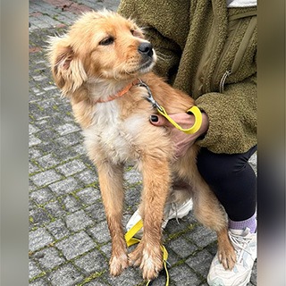 tanbul Büyükçekmece Golden Retriever Köpek Paskal Bulundu Sahibi Aranıyor