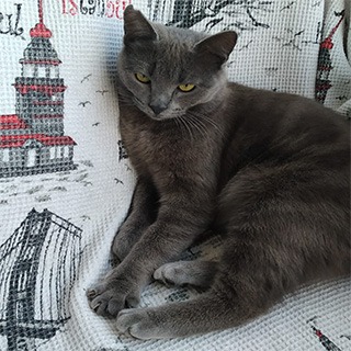 İzmir Karşıyaka Russian Blue Kedi Balım Yuva