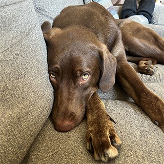 İstanbul Eyüp Erkek Chocolate Labrador Retriever Köpek Yuva Arıyor