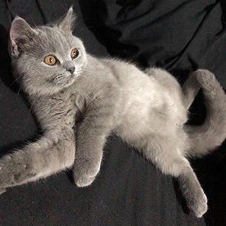 Afyon Merkez Dişi British Shorthair Kedi Leydi Kayıp