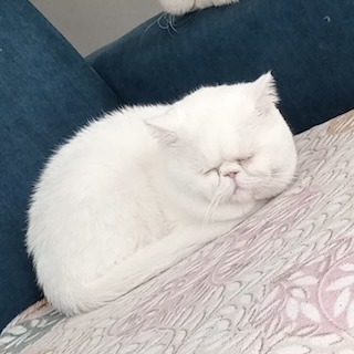 Gaziantep Merkez Erkek Exotic Shorthair Kedi Kuki Kayıp