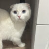 İstanbul Bayrampaşa Scottish Fold Kedi Lady Kayıp