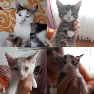 İstanbul Eyüp Alibeyköy Calico Anne ve Yavru Kedi Kardeşler Yuva Arıyor