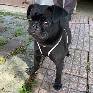 İstanbul Eyüp Alibeyköy Erkek Pug Köpek Bulundu Sahibi Aranıyor