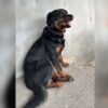 İstanbul Eyüp Alibeyköy Dişi Rottweiler Köpek Luna Kayıp