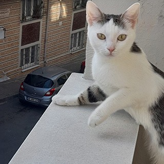 İstanbul Gaziosmanpaşa Tekir Kedi Mavili Kayıp