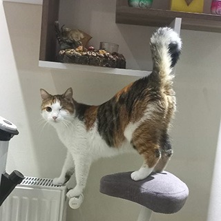 İstanbul Maltepe Dişi Calico Mix Kedi Nazlı Kayıp