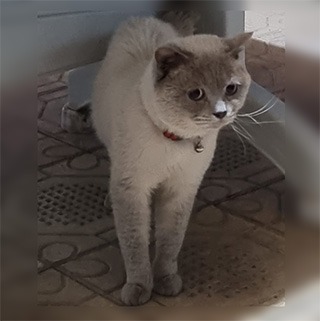 Elazığ Merkez British Blue Point  Kedi  Bulundu Sahibi Aranıyor