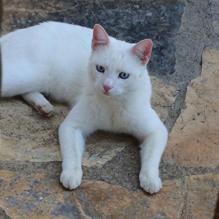 İstanbul Bakırköy Şenlikköy Erkek  Kedi Çakır Kayıp