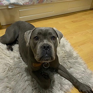 İstanbul Büyükçekmece Dişi Cane Corso Köpek Athena Kayıp