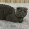 İstanbul Eyüp Erkek Scottish Fold Kedi Yuva