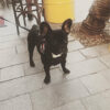 İzmir Konak Kemer Dişi French Bulldog Köpek Athena Kayıp