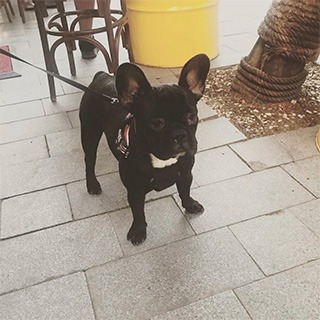 İzmir Konak Kemer Dişi French Bulldog Köpek Athena Kayıp