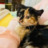 Mersin Yenişehir Dişi Calico Kedi Kuki Kayıp