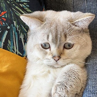 Ankara Çankaya Ayrancı Erkek British Shorthair Golden Kedi Nohut Kayıp