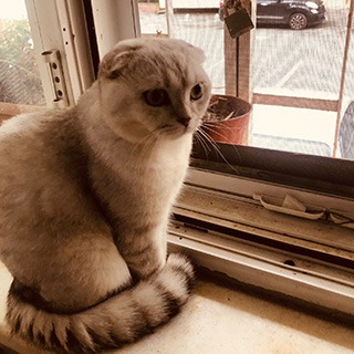 İstanbul Avcılar Erkek Scottish Fold Golden Kedi Papyon Yuva