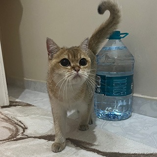 İstanbul Eyüp Çırçır British Shorthair Golden Kedi Bulundu Sahibi Aranıyor