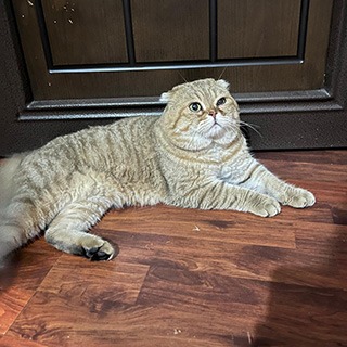 İstanbul Kağıthane Gültepe Erkek Scottish Fold Golden Kedi Bulundu Sahibi / Yuva