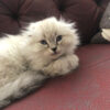 İstanbul Pendik Erkek Scottish Fold Longhair Kedi Gofret Kayıp