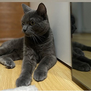 İstanbul Şişli Erkek British Shorthair Mix Kedi Dasty Kayıp