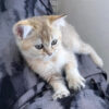 İstanbul Tuzla Yavru British Shorthair Golden Kedi Ateş Kayıp