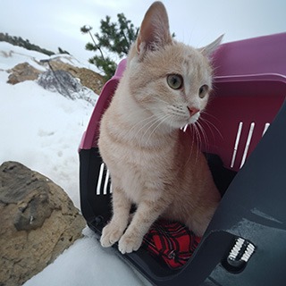 İzmir Torbalı Dişi Sarman Kedi Mantar Kayıp