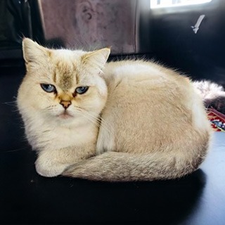 Mersin Yenişehir Dişi British Shorthair Golden Kedi Frida Kayıp