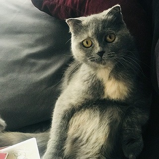 İstanbul Ataşehir Dişi Scottish Fold Kedi Bal Kayıp