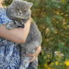 Ankara Keçiören Erkek British Shorthair Kedi Pamuk Kayıp