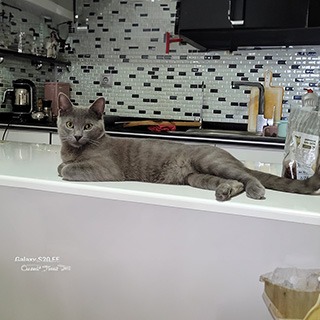 Gaziantep Şahinbey Erkek Russian Blue Kedi Gümüş Kayıp