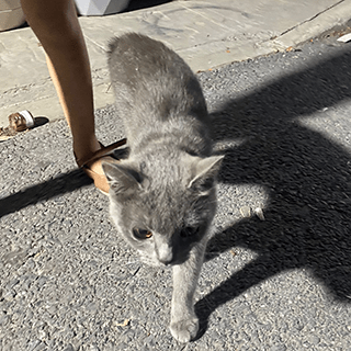 İstanbul Başakşehir Erkek British Shorthair Kedi Bulundu Sahibi Aranıyor