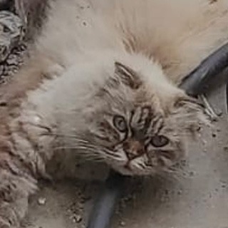 İstanbul Eyüp Kazım Karabekir Dişi Chinchilla Persian Kedi  Bulundu Sahibi Yuva