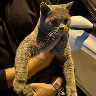 İstanbul Eyüp Erkek British Shorthair Kedi - Bulundu Sahibi / Yuva Aranıyor