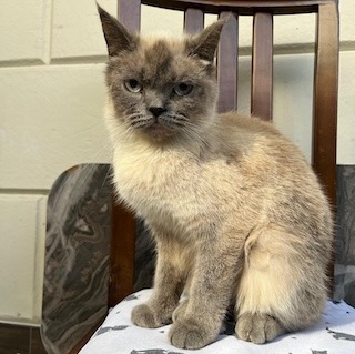 İstanbul Eyüp İmar Blokları Blue Point Kedi Bulundu