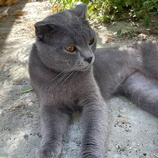 İstanbul Fatih Erkek Scottish Fold Kedi Yuva Arıyor