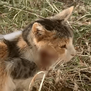 İstanbul Gaziosmanpaşa Yaralı Dişi Kedi Kayıp