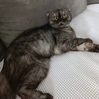 İstanbul Kağıthane Dişi Scottish Fold Kedi Luna Yuva Arıyor