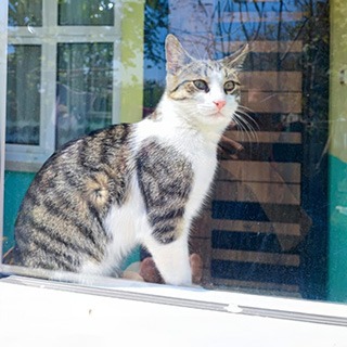 İstanbul Silivri Erkek Tekir Kedi Tekir Kayıp