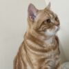 Ankara Sincan Erkek British Shorthair Kedi Çakır Kayıp