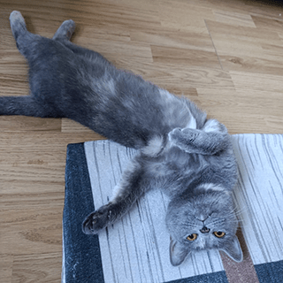 İstanbul Arnavutköy Hadımköy Dişi British Shorthair Kedi Venüs Kayıp