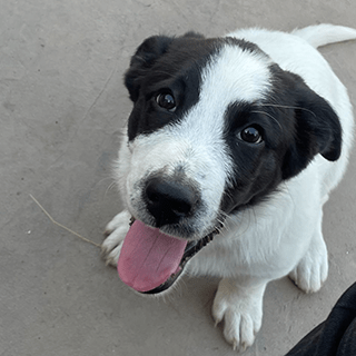 İstanbul Esenyurt Dişi Jack Russel Mix Köpek Lora Kayıp