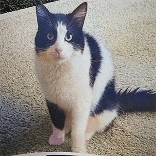 İstanbul Eyüp Erkek Smokin Kedi Müslüm Kayıp