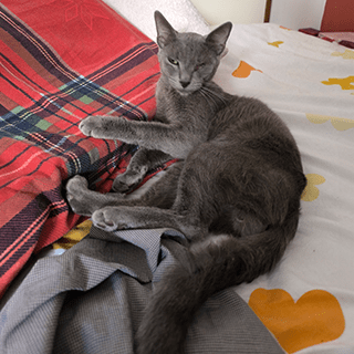 İstanbul Kağıthane Erkek Russian Blue Kedi Bulundu Yuva