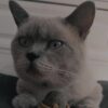 İstanbul Zeytinburnu Topkapı Erkek British Shorthair Kedi Yuva