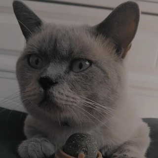 İstanbul Zeytinburnu Topkapı Erkek British Shorthair Kedi Yuva