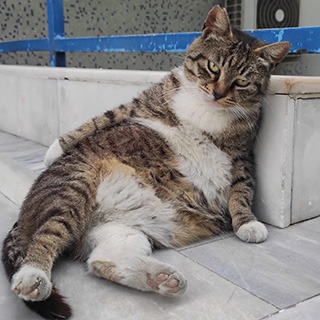 İstanbul Eyüp Akşemsettin Tekir Kedi Tontiş Kayıp