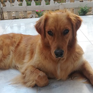 İstanbul Eyüp Dişi Golden Retriever Köpek Hera Yuva