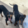 Ankara Akyurt Erkek Doberman Köpek Altın ve Kömür Kayıp